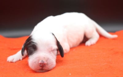 Les chiots de Setter Anglais