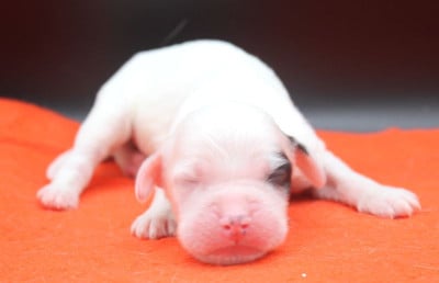 Les chiots de Setter Anglais