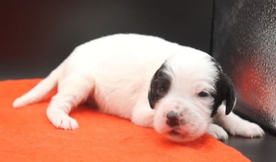 Les chiots de Setter Anglais