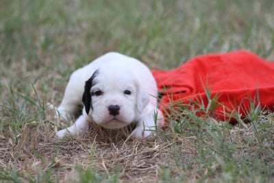 Les chiots de Setter Anglais