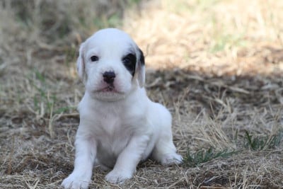 Les chiots de Setter Anglais