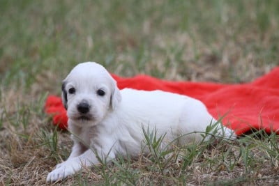 Les chiots de Setter Anglais