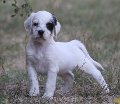 Balmor - Setter Anglais