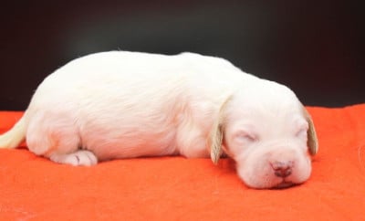Les chiots de Setter Anglais