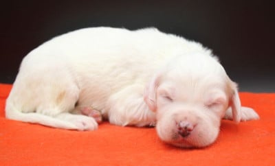 Les chiots de Setter Anglais
