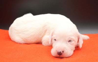 Les chiots de Setter Anglais