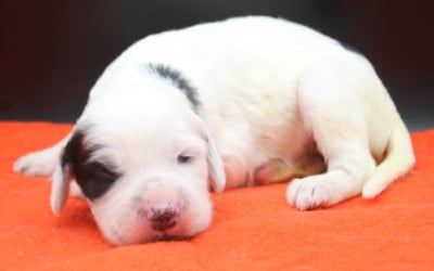 Les chiots de Setter Anglais