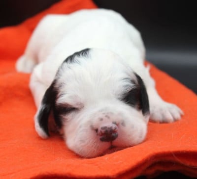 Les chiots de Setter Anglais