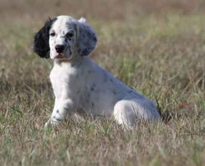Les chiots de Setter Anglais