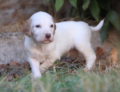 Les chiots de Setter Anglais