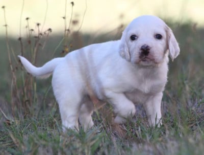 Les chiots de Setter Anglais