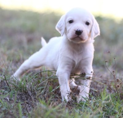 Les chiots de Setter Anglais