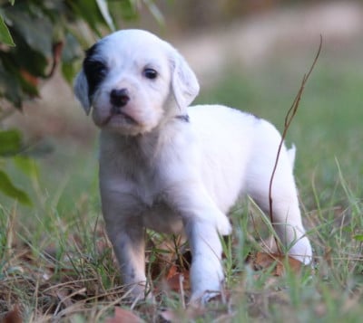 Les chiots de Setter Anglais