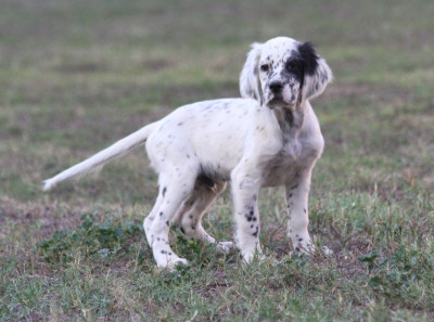 Les chiots de Setter Anglais