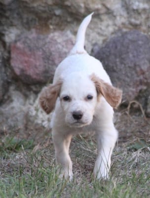 Les chiots de Setter Anglais