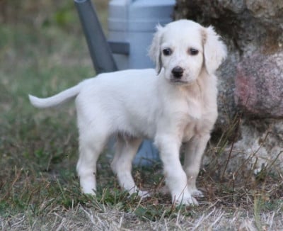 Les chiots de Setter Anglais