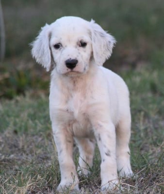 Les chiots de Setter Anglais