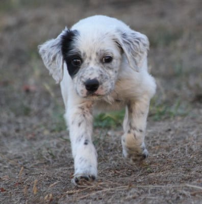 Les chiots de Setter Anglais