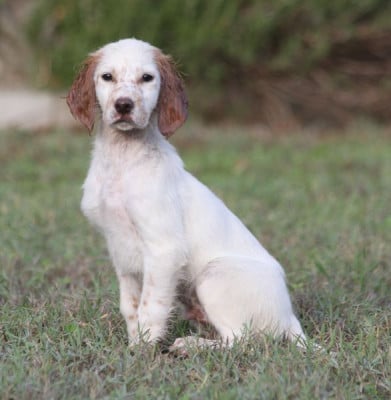 Les chiots de Setter Anglais