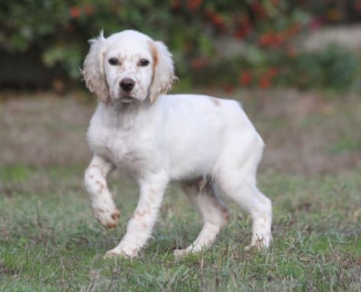 Les chiots de Setter Anglais