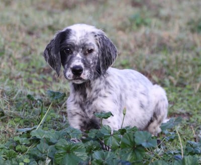 Les chiots de Setter Anglais