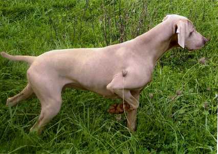 Publication : des lutins gris de l'autan