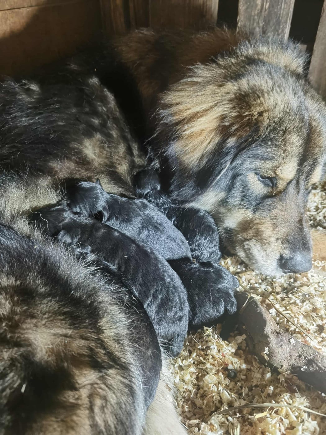 Chiot Cane da pastore della sila