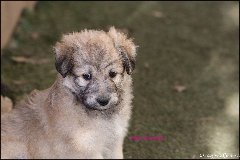 Chiot Berger des Pyrenees à face rase - Padmee amidala de la Vallée du