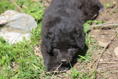 Les chiots de Cane da pastore della sila