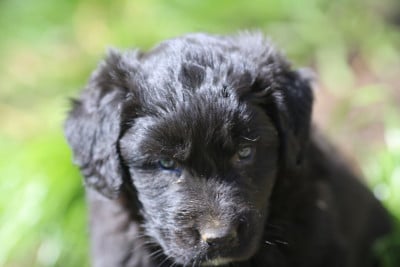 Les chiots de Cane da pastore della sila