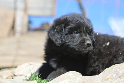 Les chiots de Cane da pastore della sila