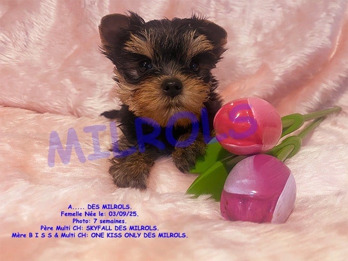 CHIOT 3 - Yorkshire Terrier