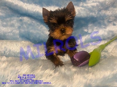 Les chiots de Yorkshire Terrier