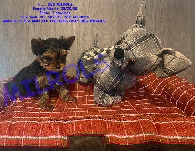 Les chiots de Yorkshire Terrier