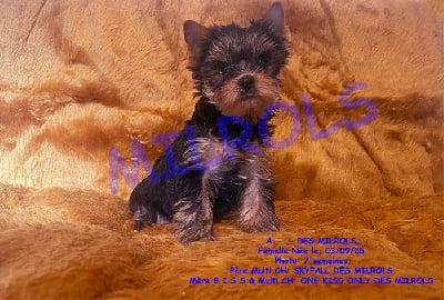 Les chiots de Yorkshire Terrier