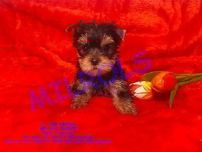 Les chiots de Yorkshire Terrier