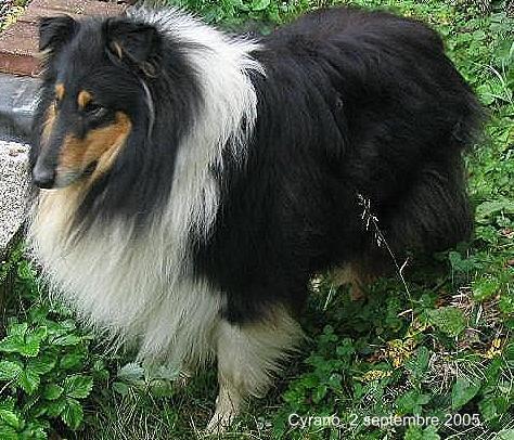 Publication : knight of the Lamb Auteur : Cronet