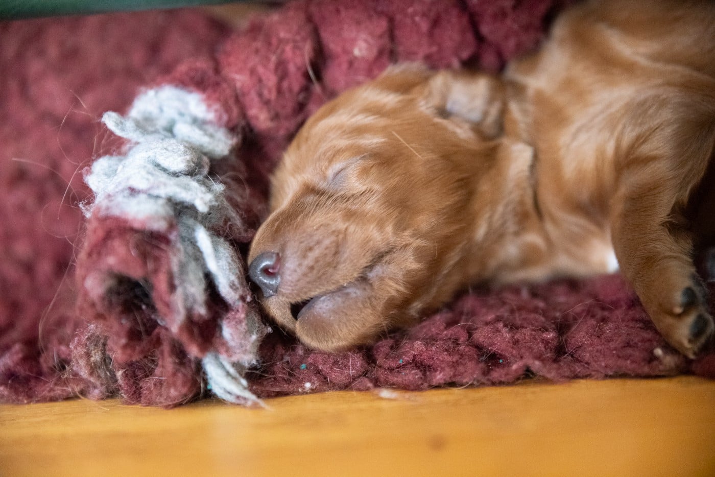 CHIOT 6 - Setter irlandais rouge