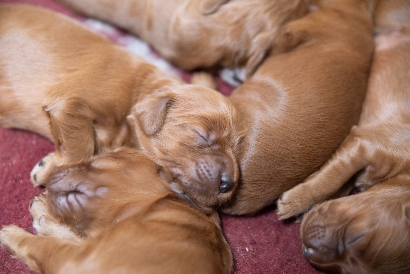 CHIOT 8 - Setter irlandais rouge