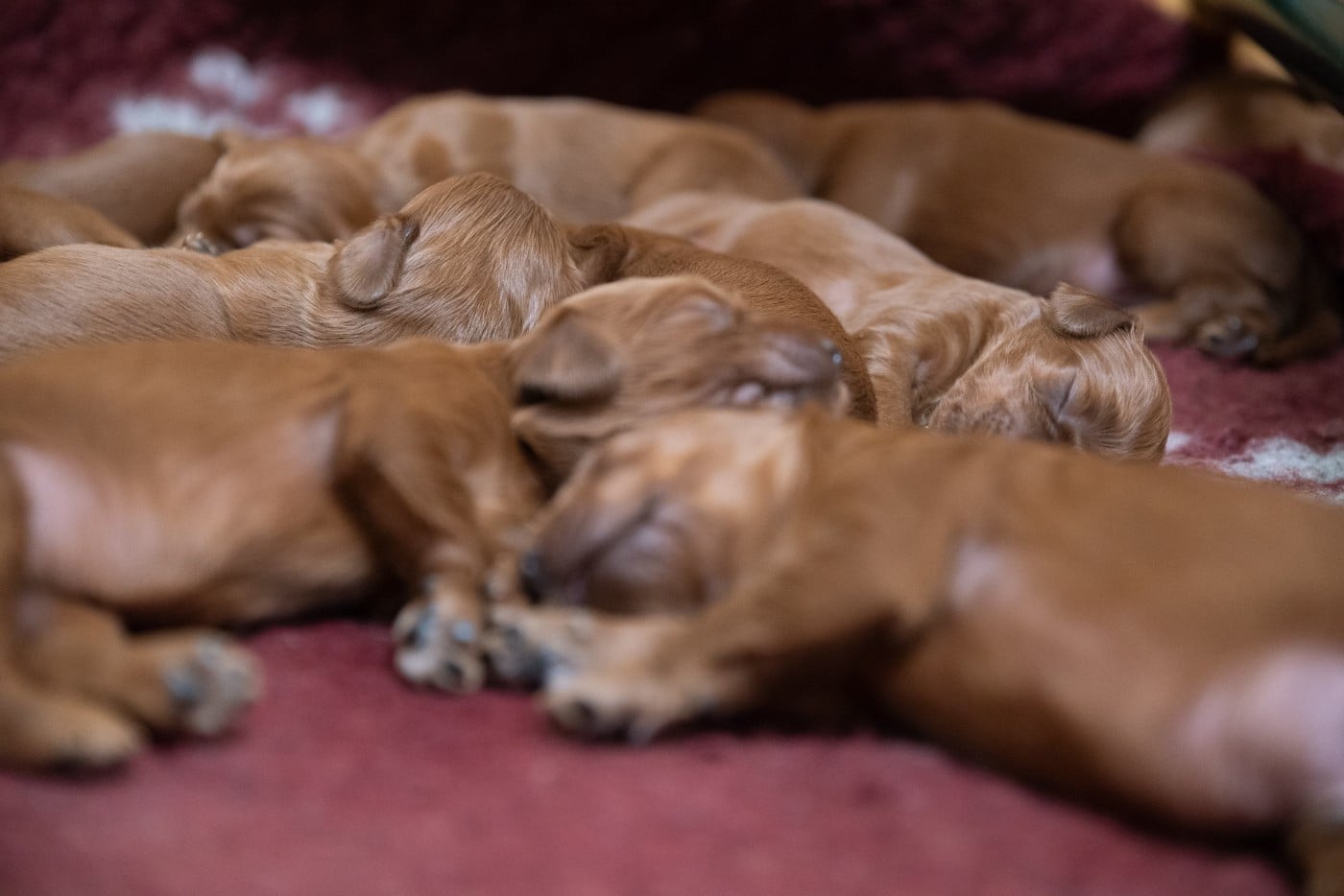 CHIOT 9 - Setter irlandais rouge