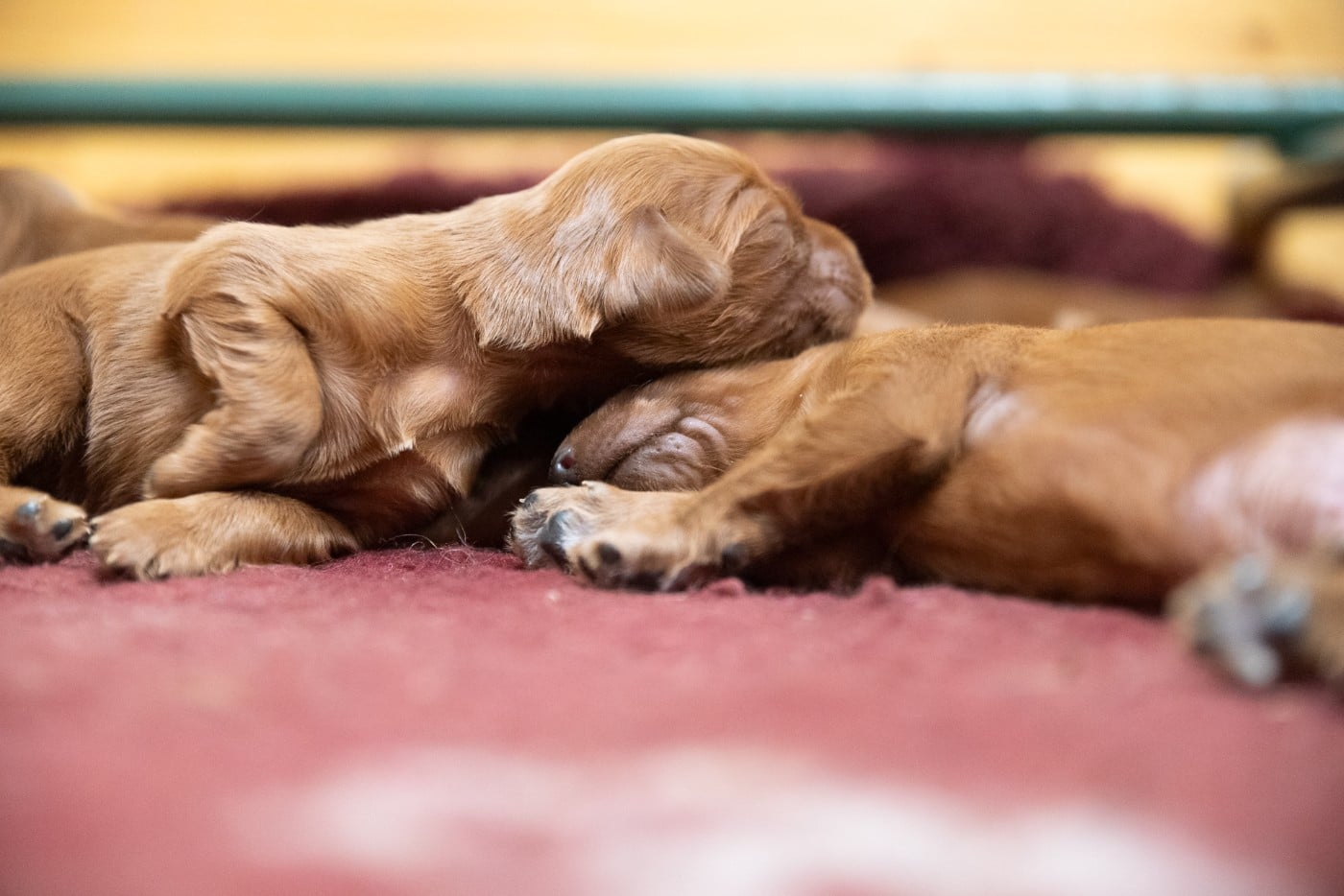 CHIOT 10 - Setter irlandais rouge