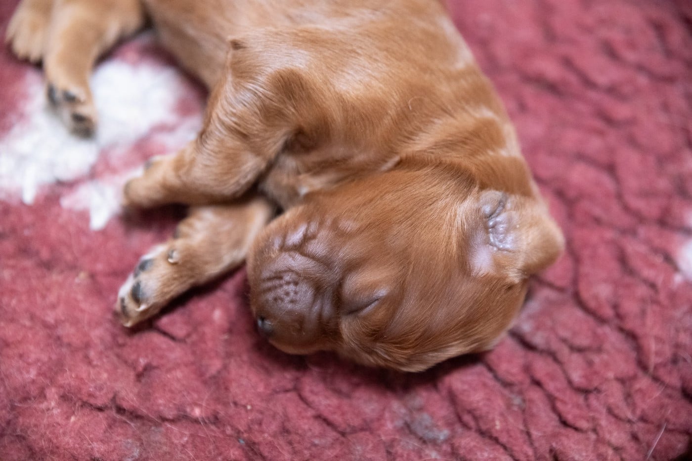 CHIOT 11 - Setter irlandais rouge