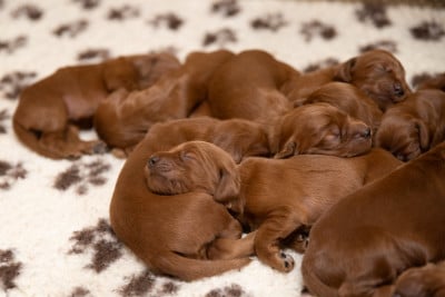 Les chiots de Setter irlandais rouge