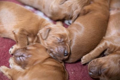 Les chiots de Setter irlandais rouge
