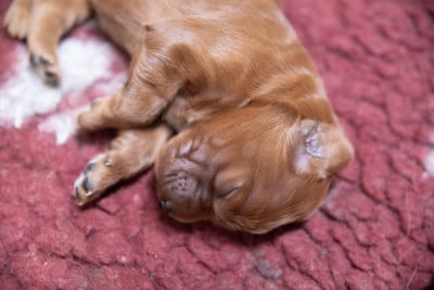 Les chiots de Setter irlandais rouge