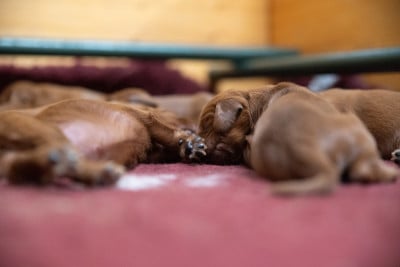Les chiots de Setter irlandais rouge