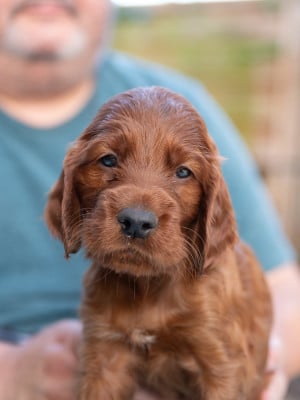 Les chiots de Setter irlandais rouge