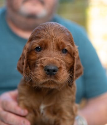Les chiots de Setter irlandais rouge