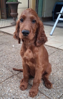 Les chiots de Setter irlandais rouge