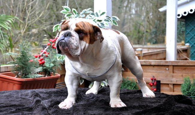 Publication : Paint it black Auteur : showcabulls